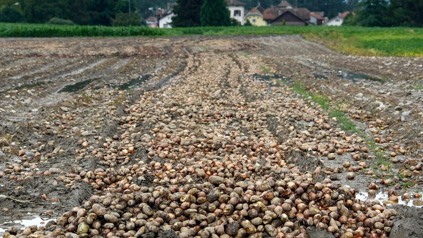 Settore agricolo in altalena