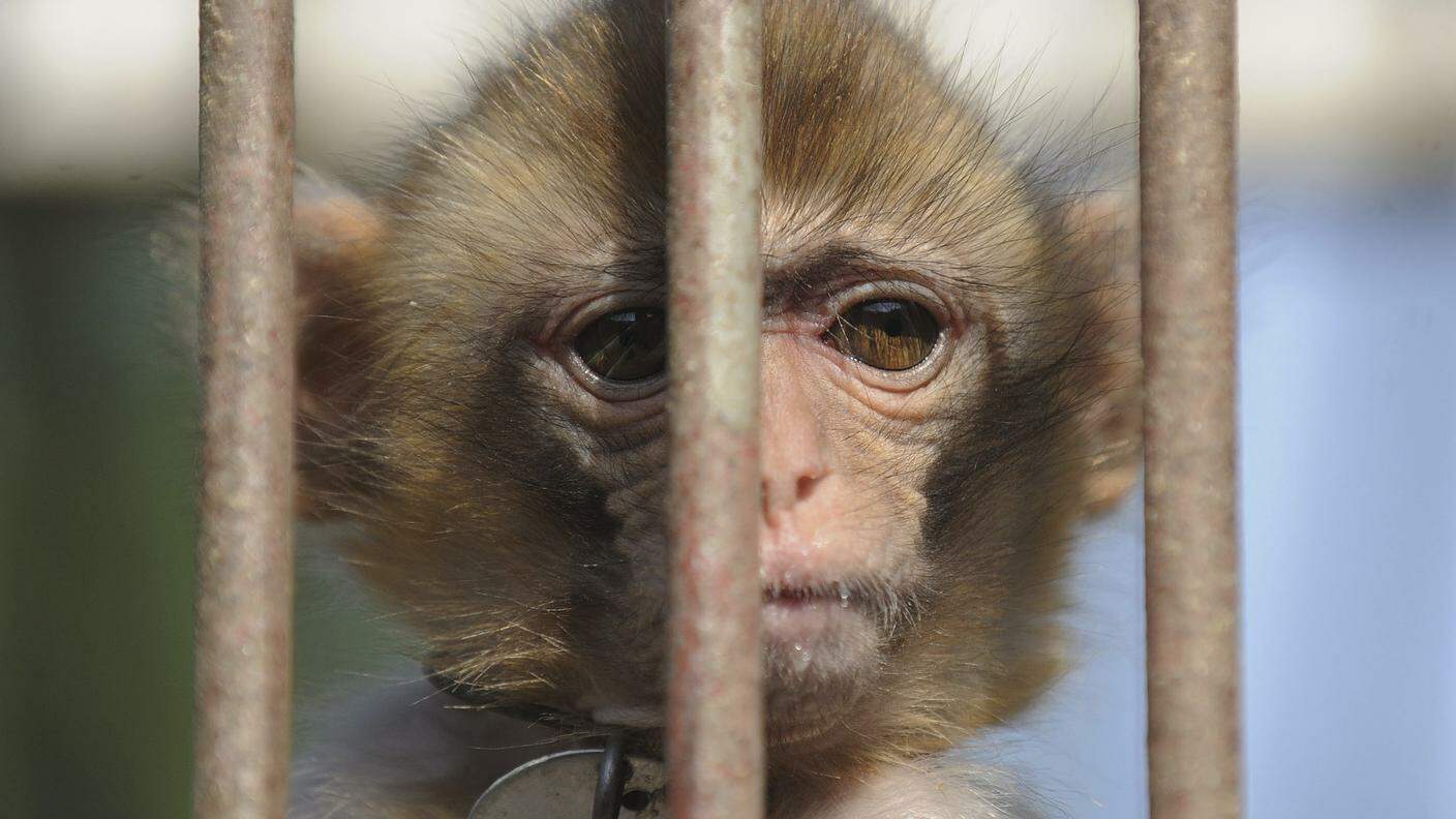 Un macaco destinato alla ricerca scientifica allevato in un centro cinese
