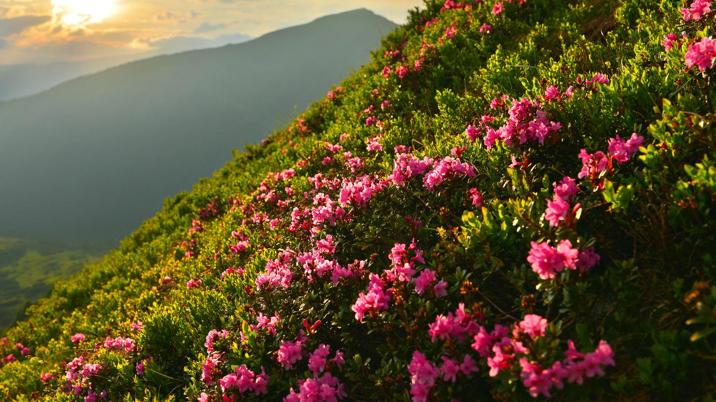 I rododendri potrebbero sparire dalle Alpi nel giro di 70 anni