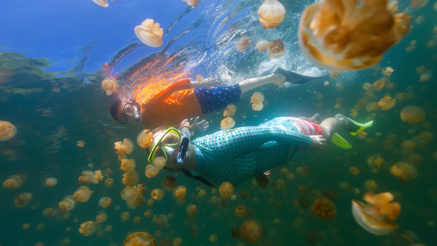 In un mare di meduse