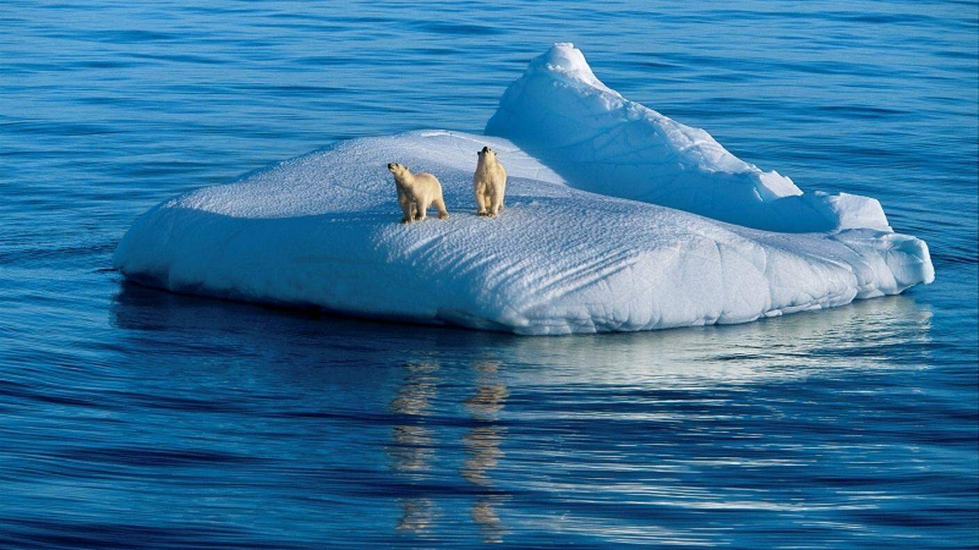Orsi polari in grande difficoltà
