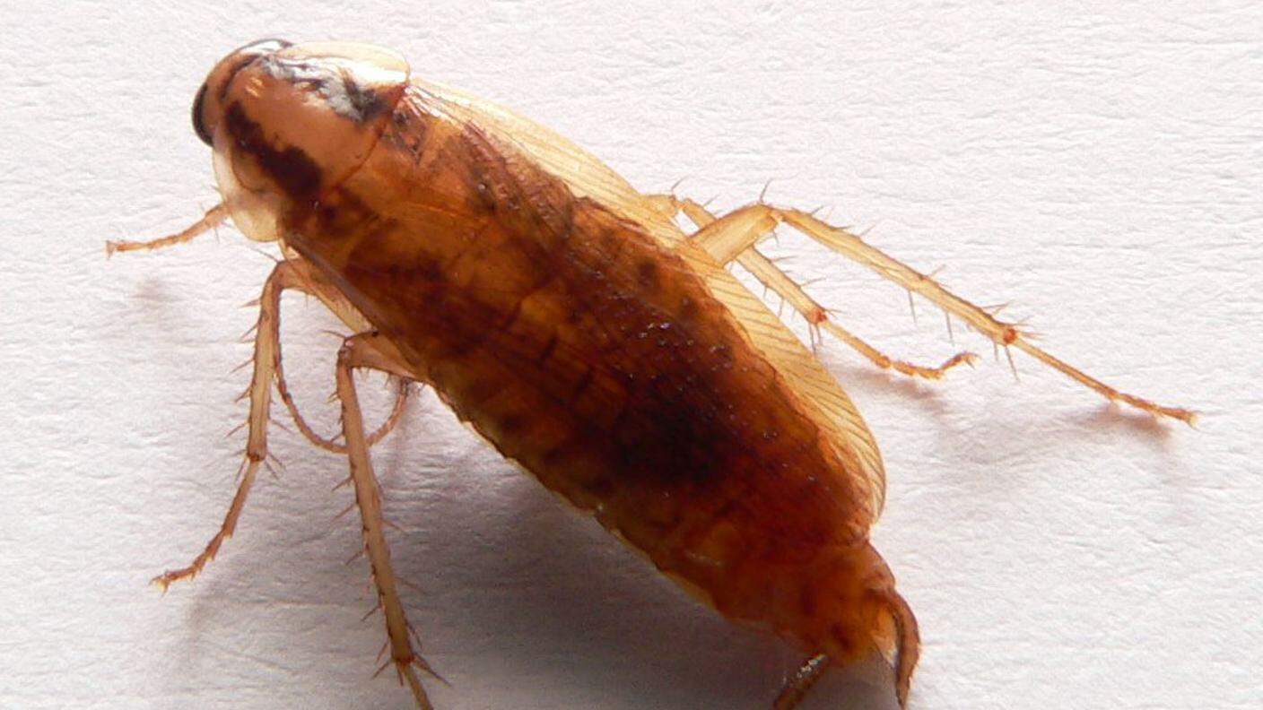 Un'altra specie con il vento in poppa: lo scarafaggio