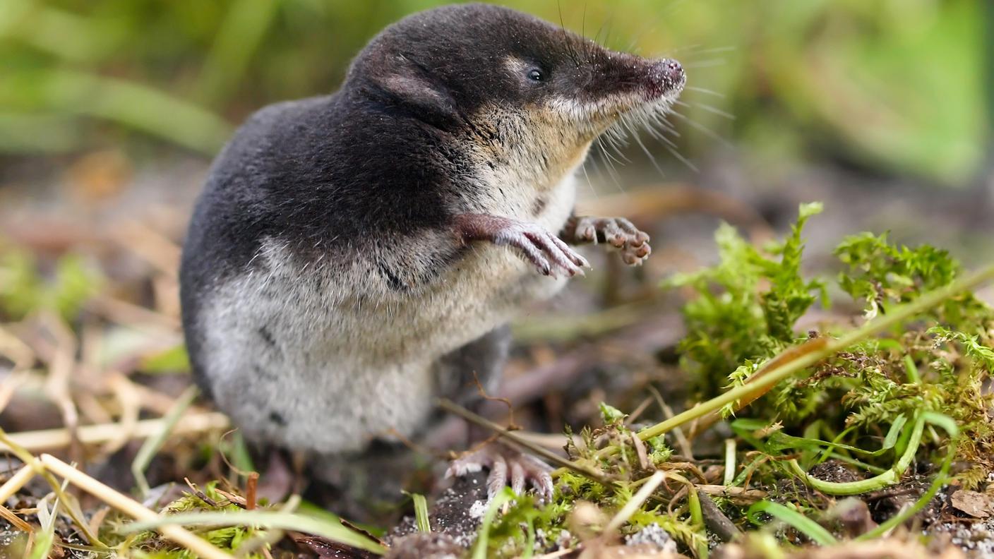 Il toporagno d'acqua (Neomys fodiens), animale dell'anno 2016