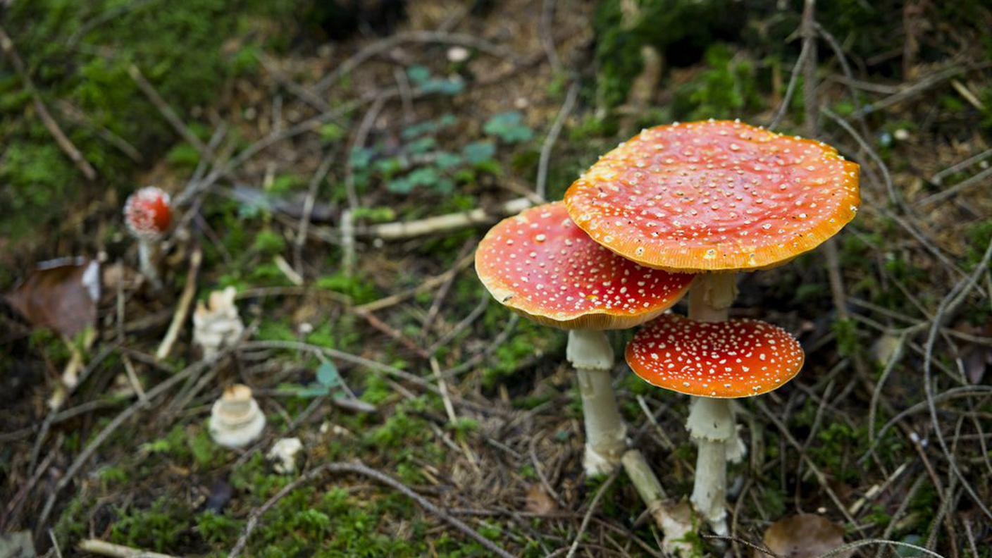 Non poche chiamate riguardano l'ingestione di funghi non commestibili