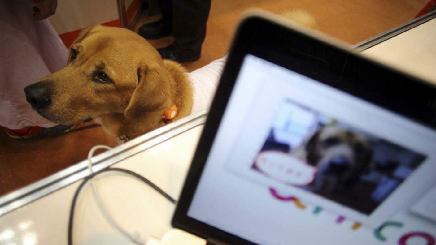 Sono ormai numerose le proposte d'acquisto di cani "on line"