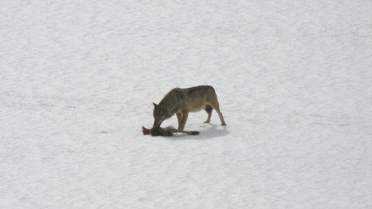 La sorte della specie in Svizzera sarebbe segnata