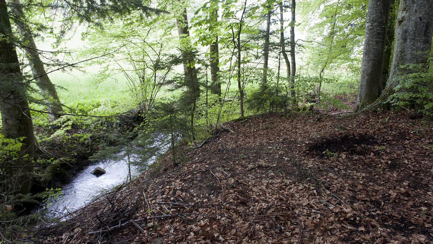 Il bosco dove venne ritrovato il cadavere di Marie