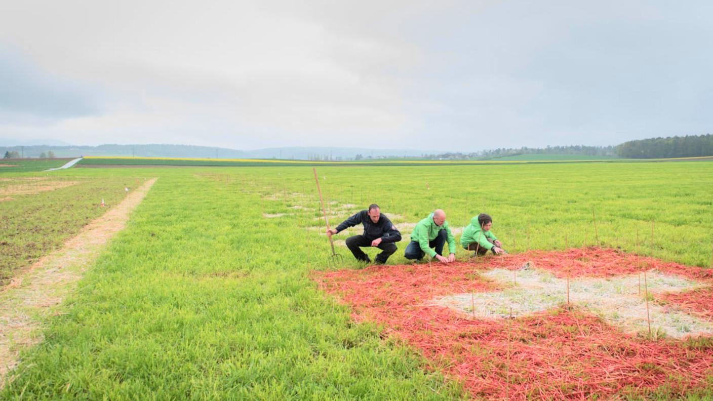 Gli ecologisti hanno usato paglia tinta con coloranti alimentari