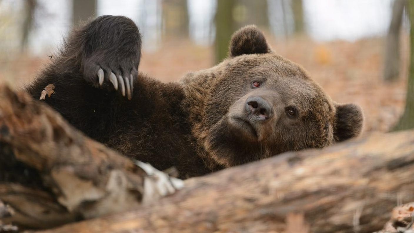 L'animale non si vede nella regione da oltre 200 anni