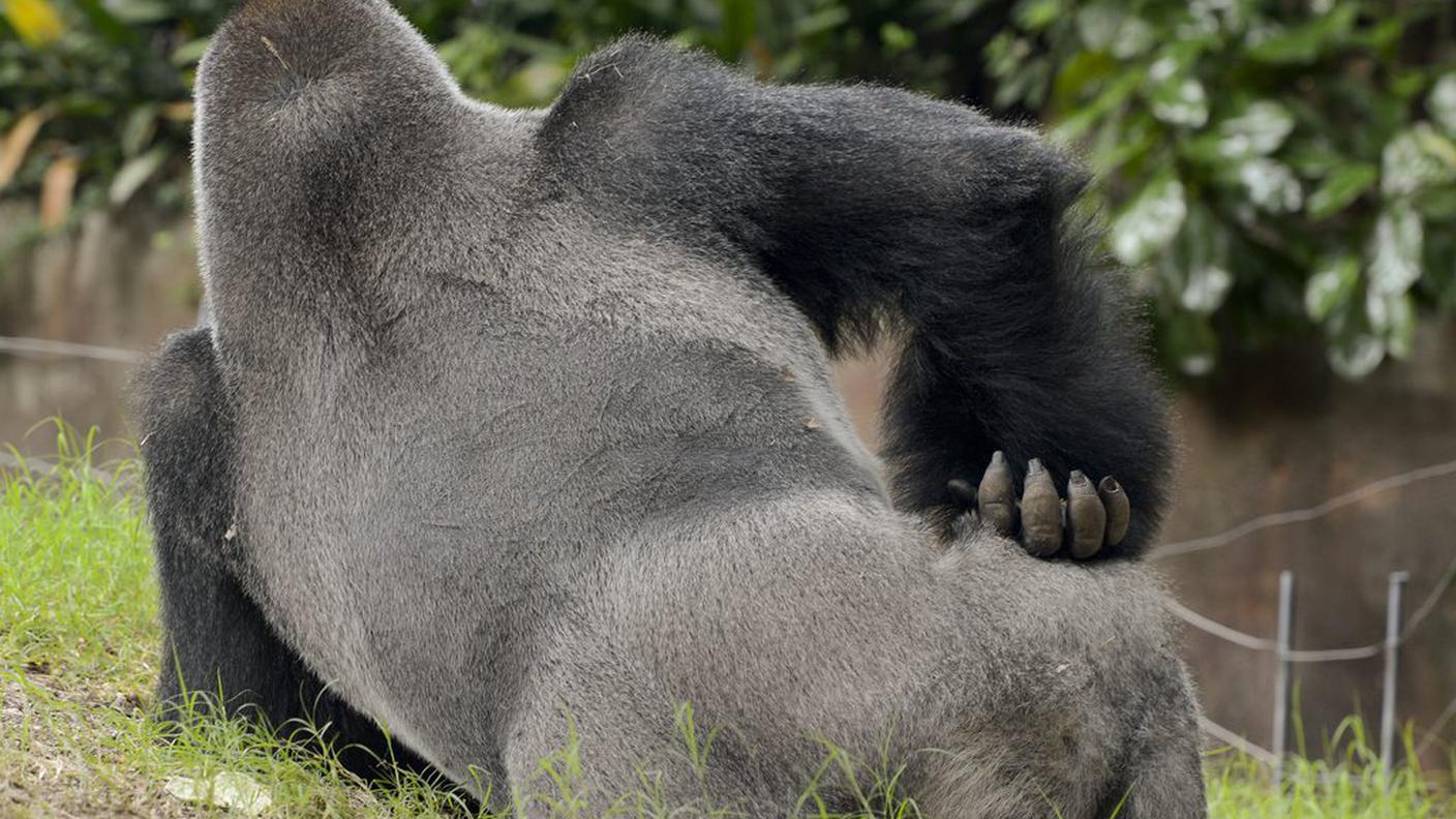 Il primate aveva afferrato il bambino 