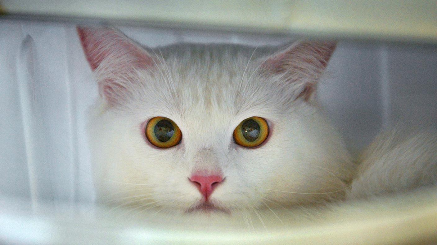 gatto rabbia ky.JPG