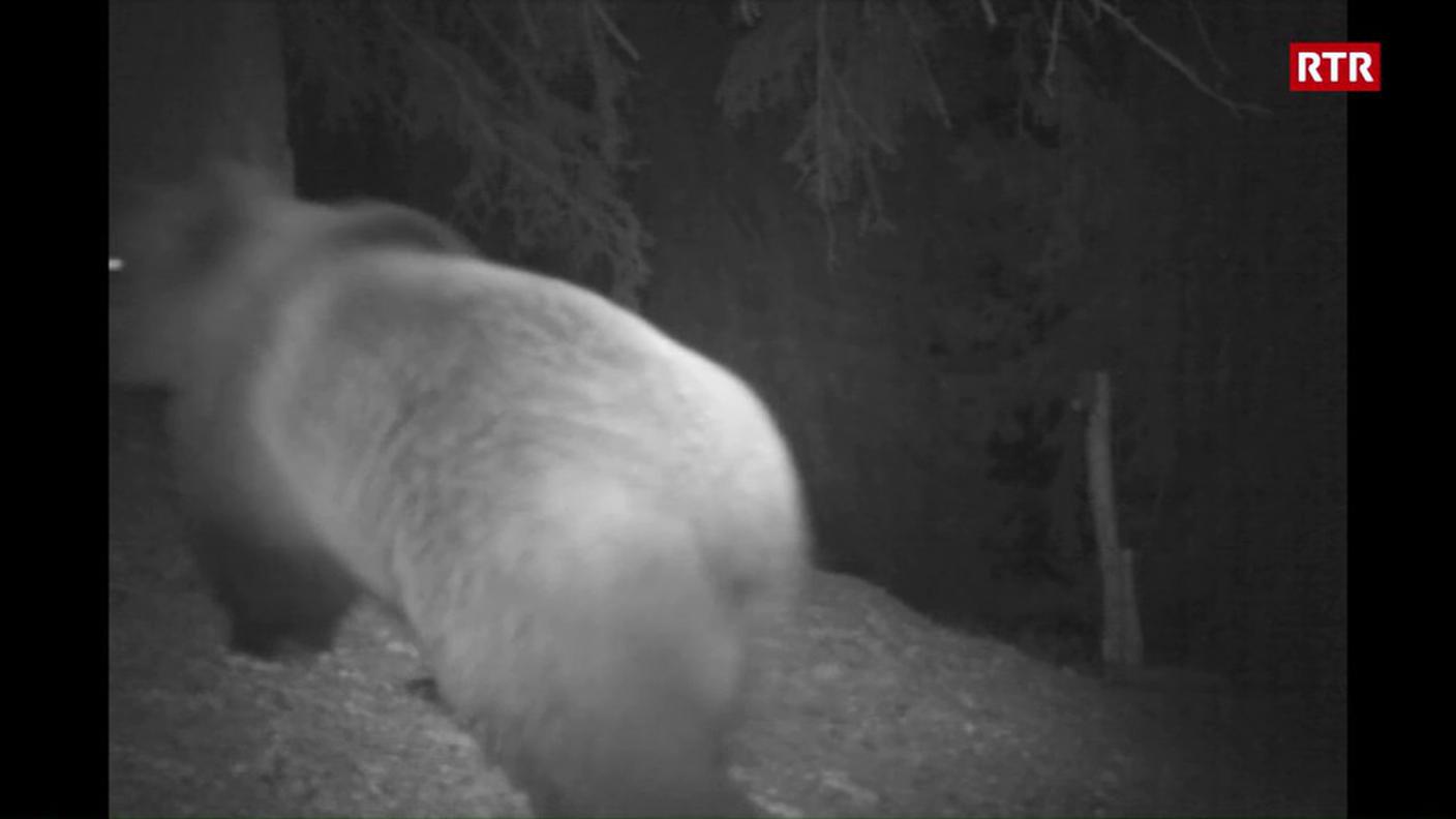 La fotografia dell'orso scattata a Trun