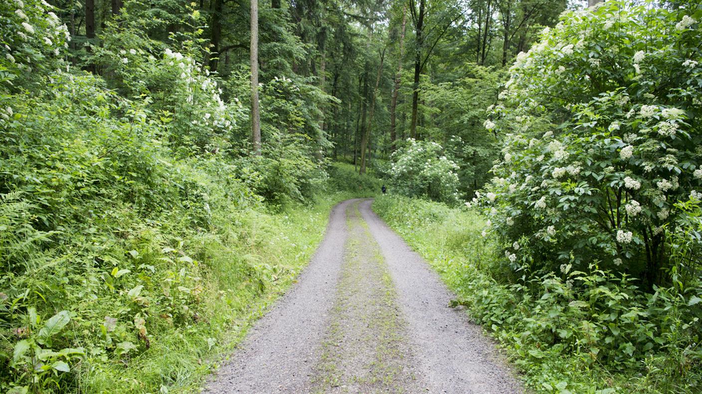 Il bosco del delitto