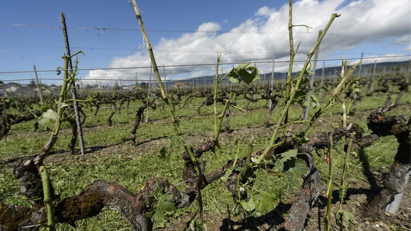 Vite distrutta dalla grandine