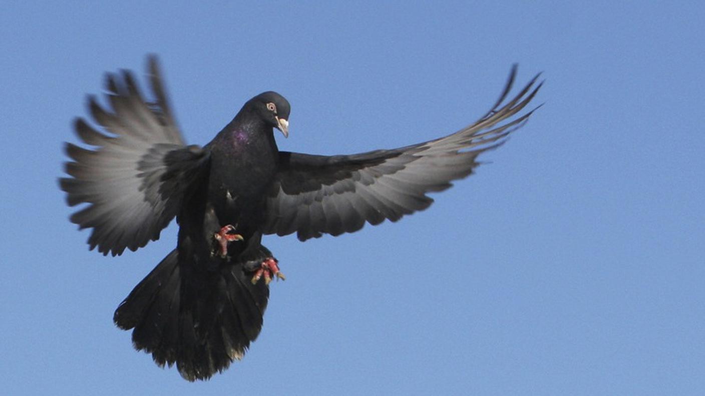 Il 42enne ha utilizzato un veleno proibito in Svizzera e nell'UE