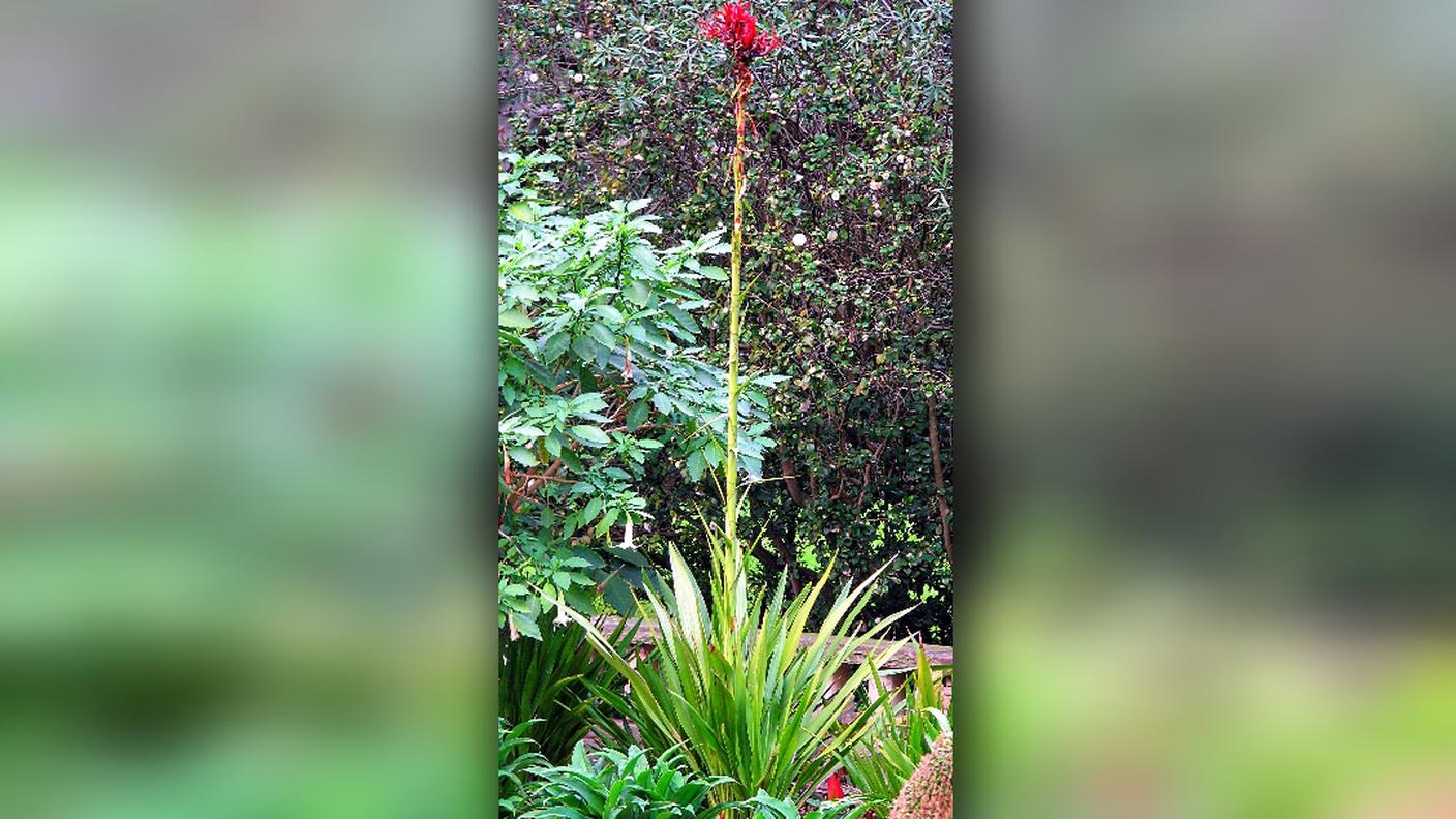 Il «gioiello» della natura è a due metri da terra