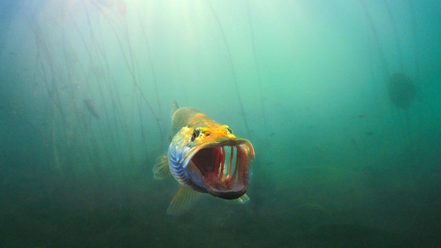 Un esemplare di Esox lucius