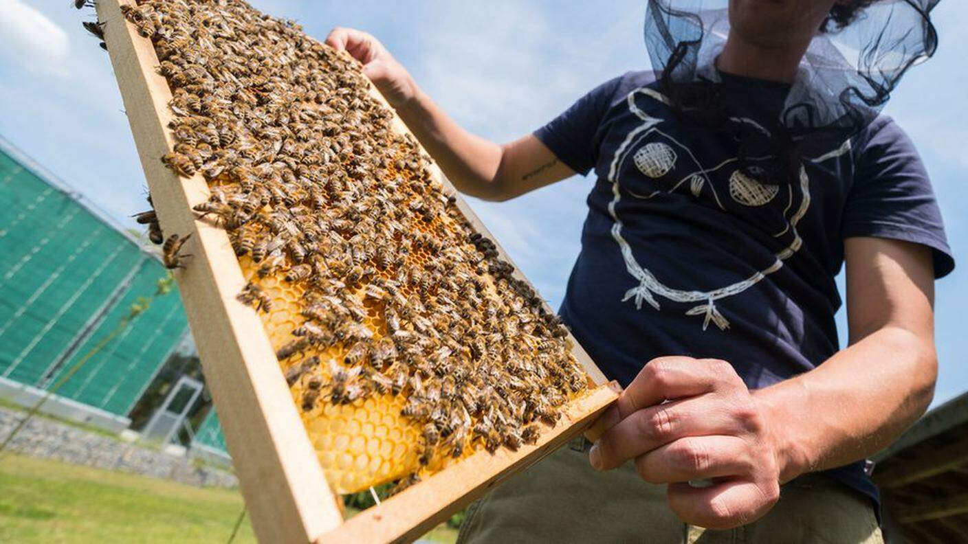 Gli apicoltori e gli amanti del miele tornano a sorridere