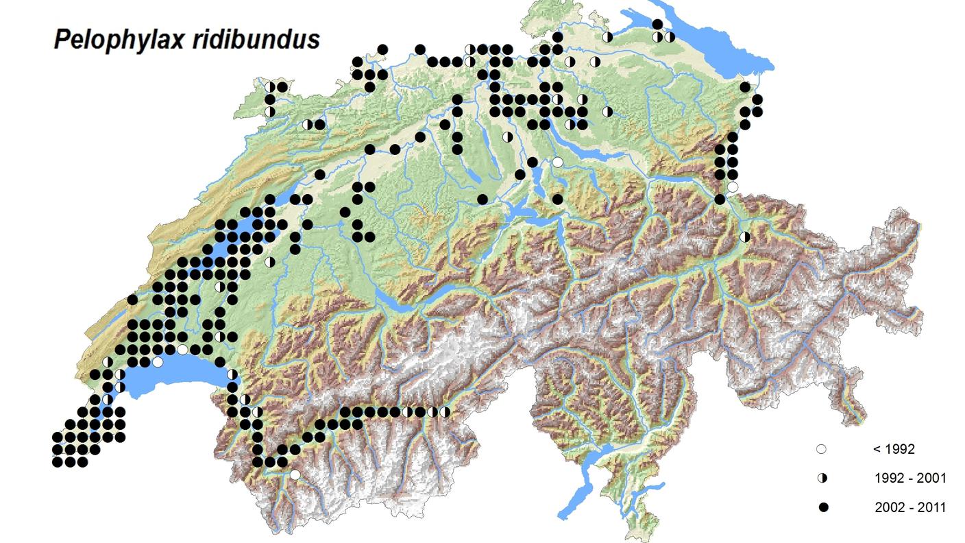 La distribuzione in Svizzera della rana verde maggiore