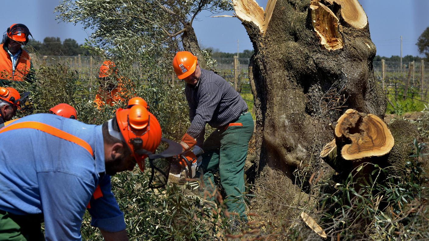 Quando una pianta è colpita non c'è più niente da fare: qui un ulivo pugliese