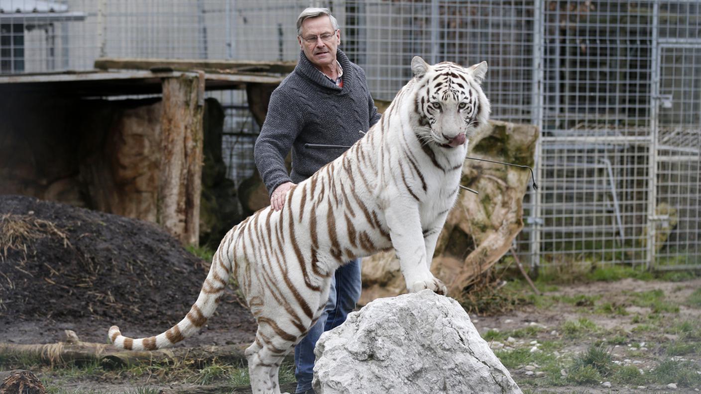 Rene Strickler, proprietario del Raubtierpark