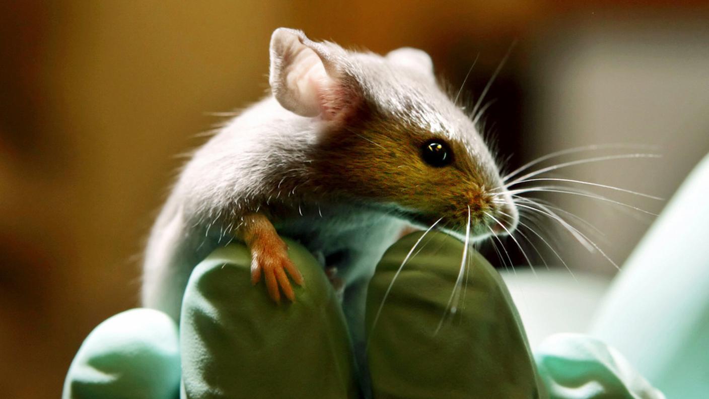 Il 72% degli animali usati sono roditori