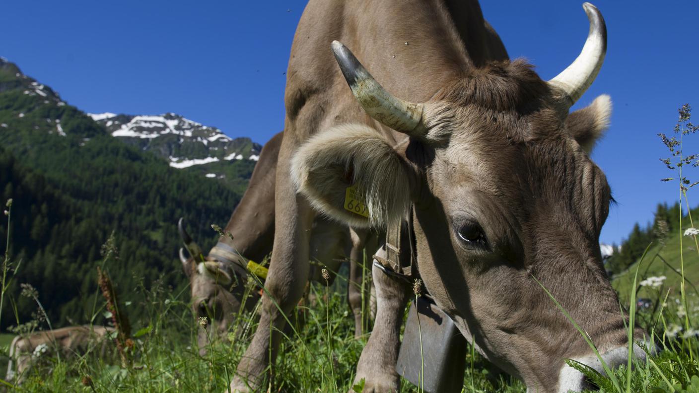 'In Svizzera solo una su dieci le ha ancora, qui una su quattro'