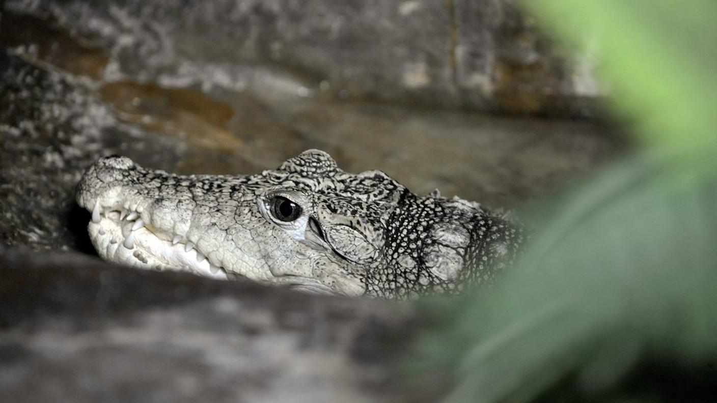 In natura l'animale può misurare fino a 2,5 m