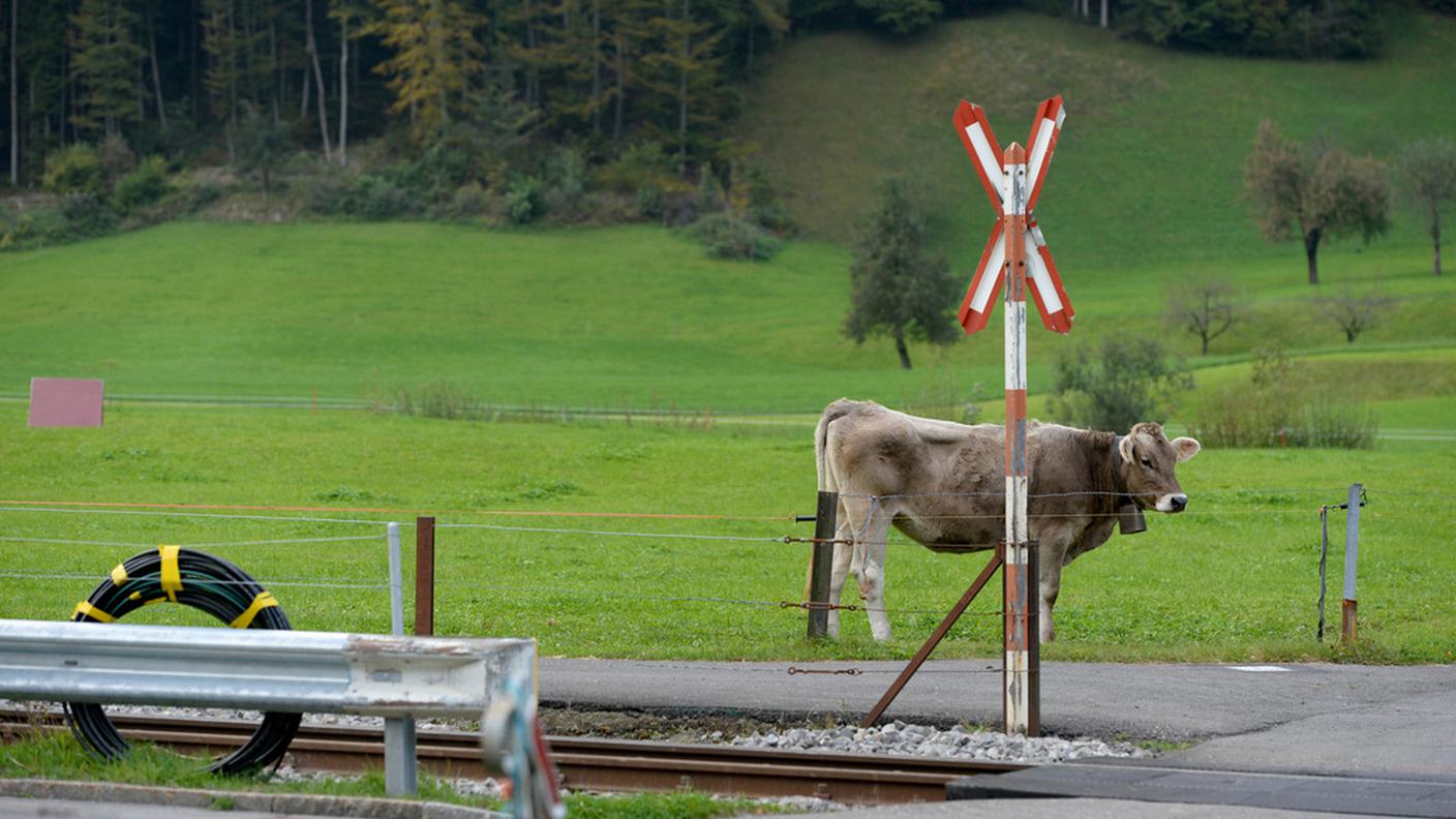 Una seconda mucca ha dovuto essere recuperata