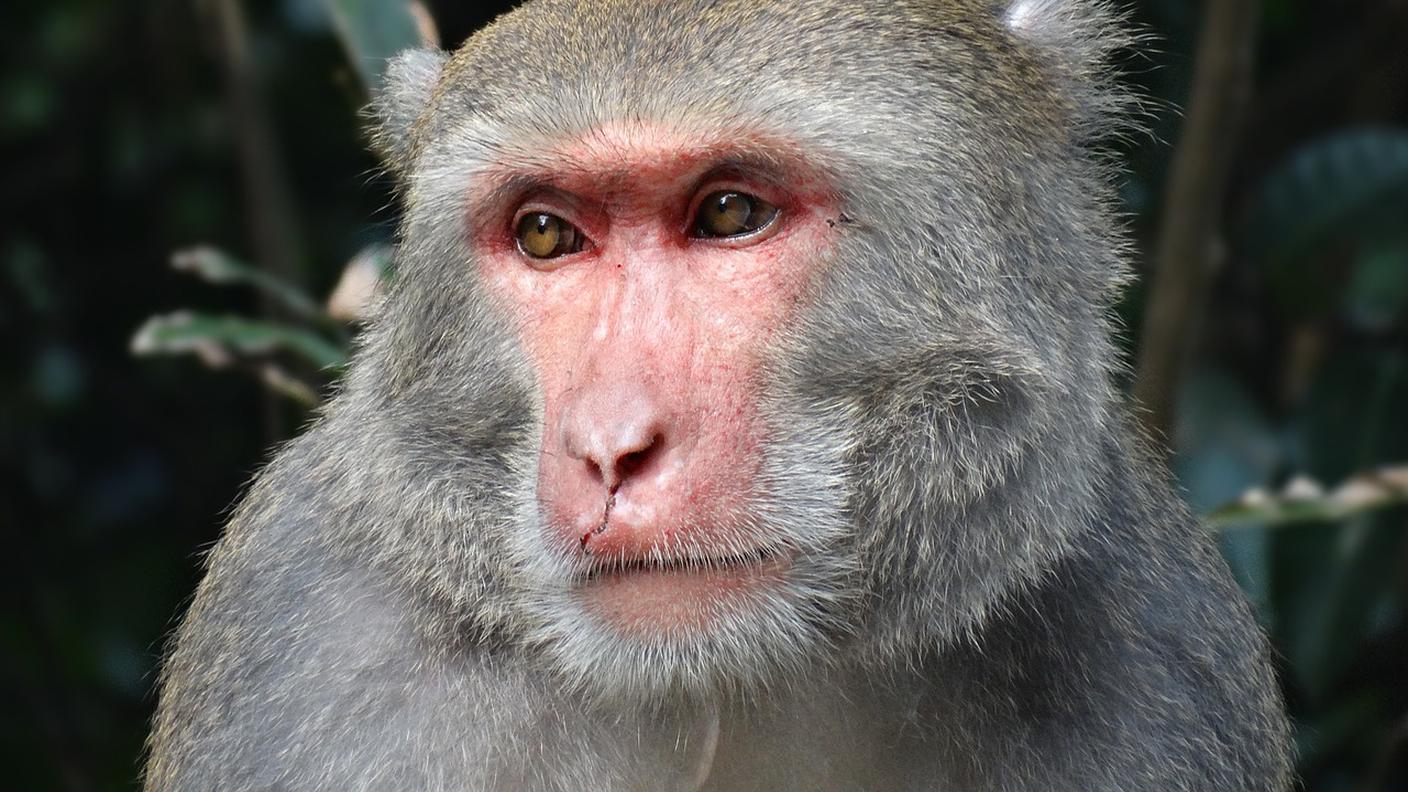 Un macaco simile a quelli usati nella ricerca