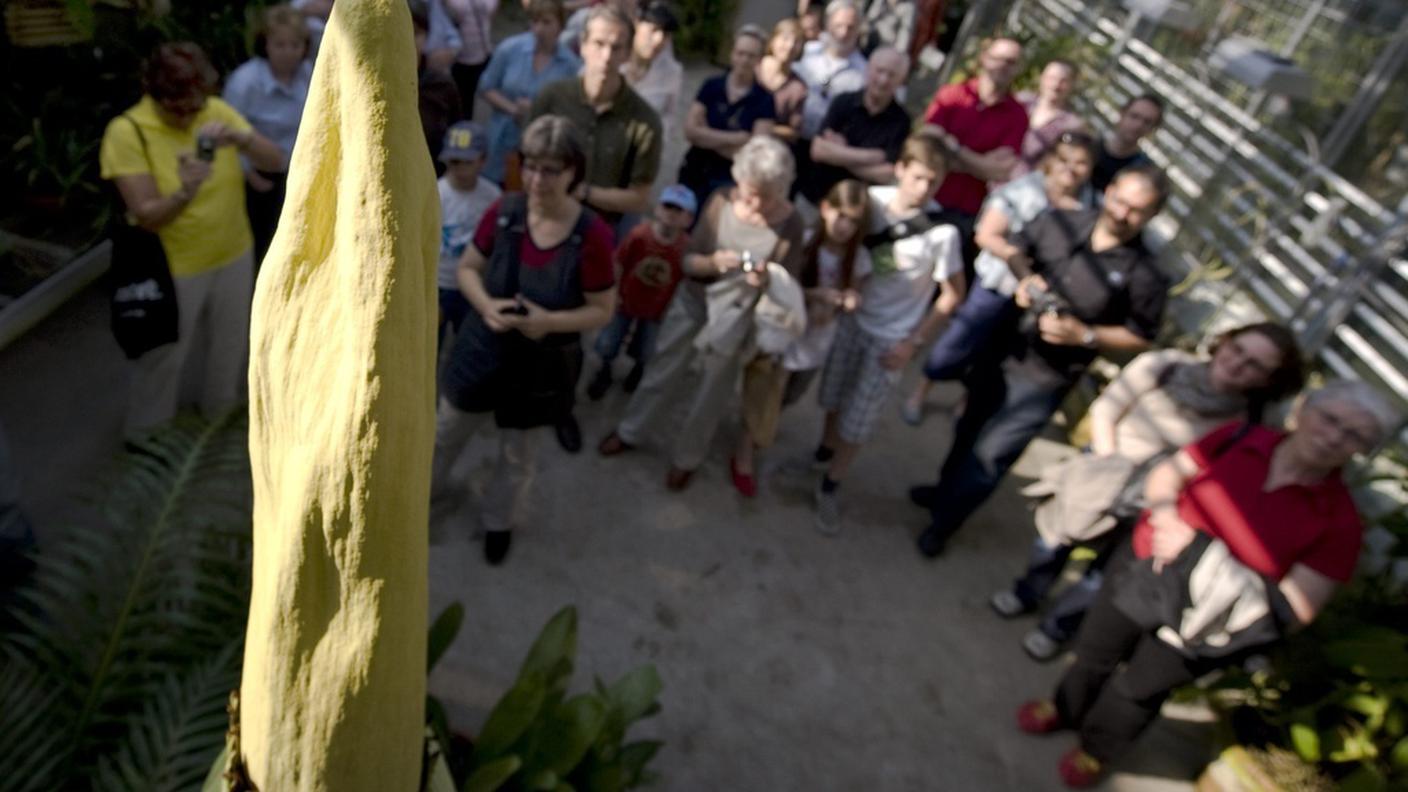 Sbocciato anche a Basilea il fiore più puzzolente del mondo