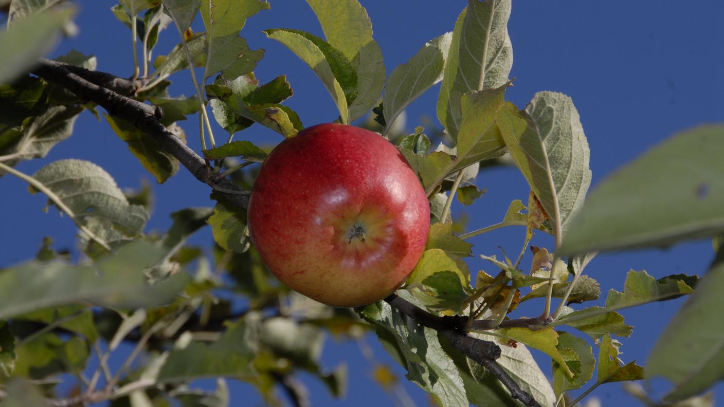 Stop ai pesticidi nell'agricoltura?