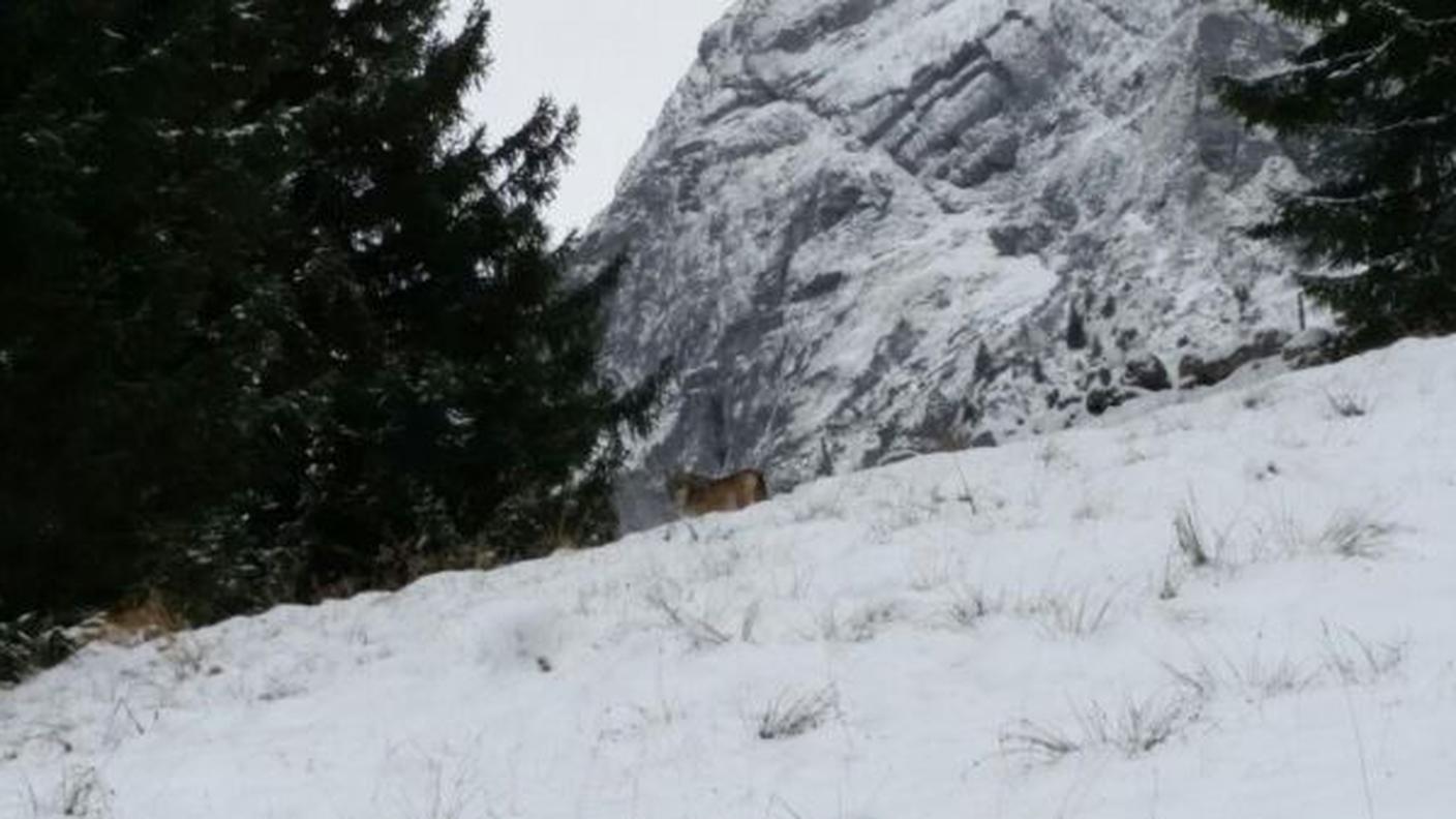 Il lupo non è ancora stato identificato