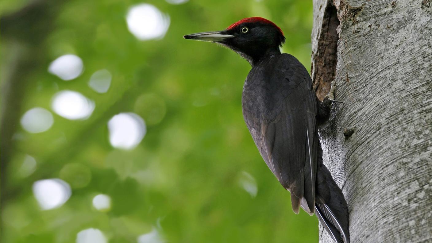 Un picchio nero, simbolo di biodiversità