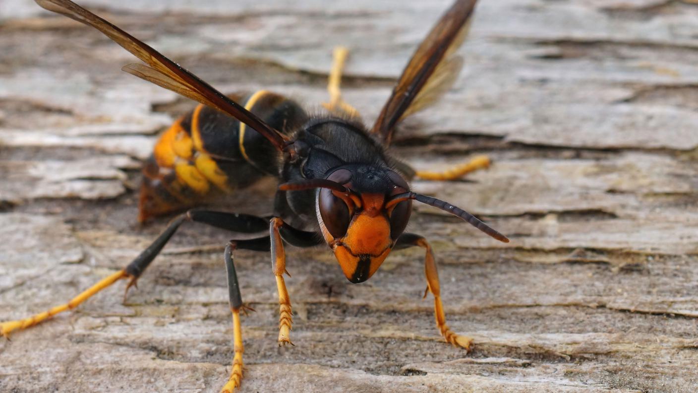 imago0258747231h.jpg
