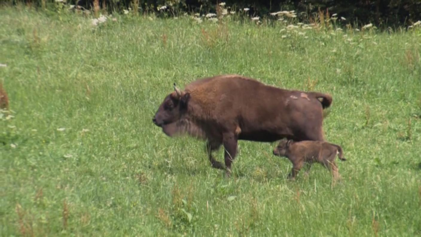 Il primo bisonte elvetico è nato a Welschenrohr nel canton Soletta