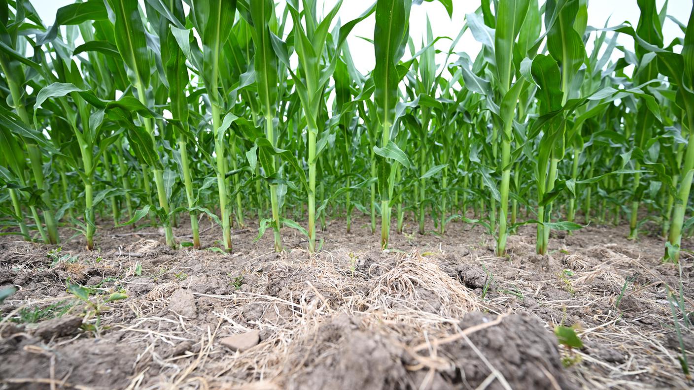 "Diminuire il consumo di acqua in agricoltura"