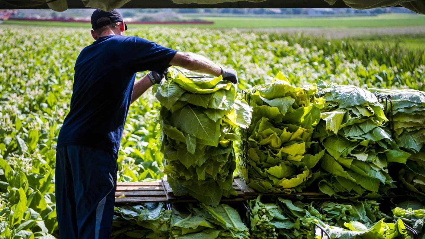 Gran parte della produzione è concentrata nella Broye