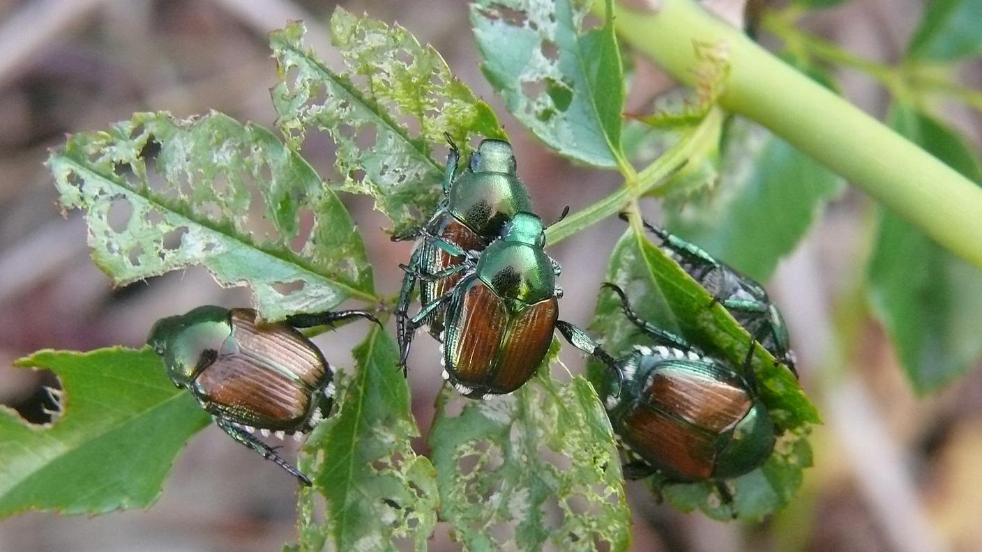 Una specie dannosa