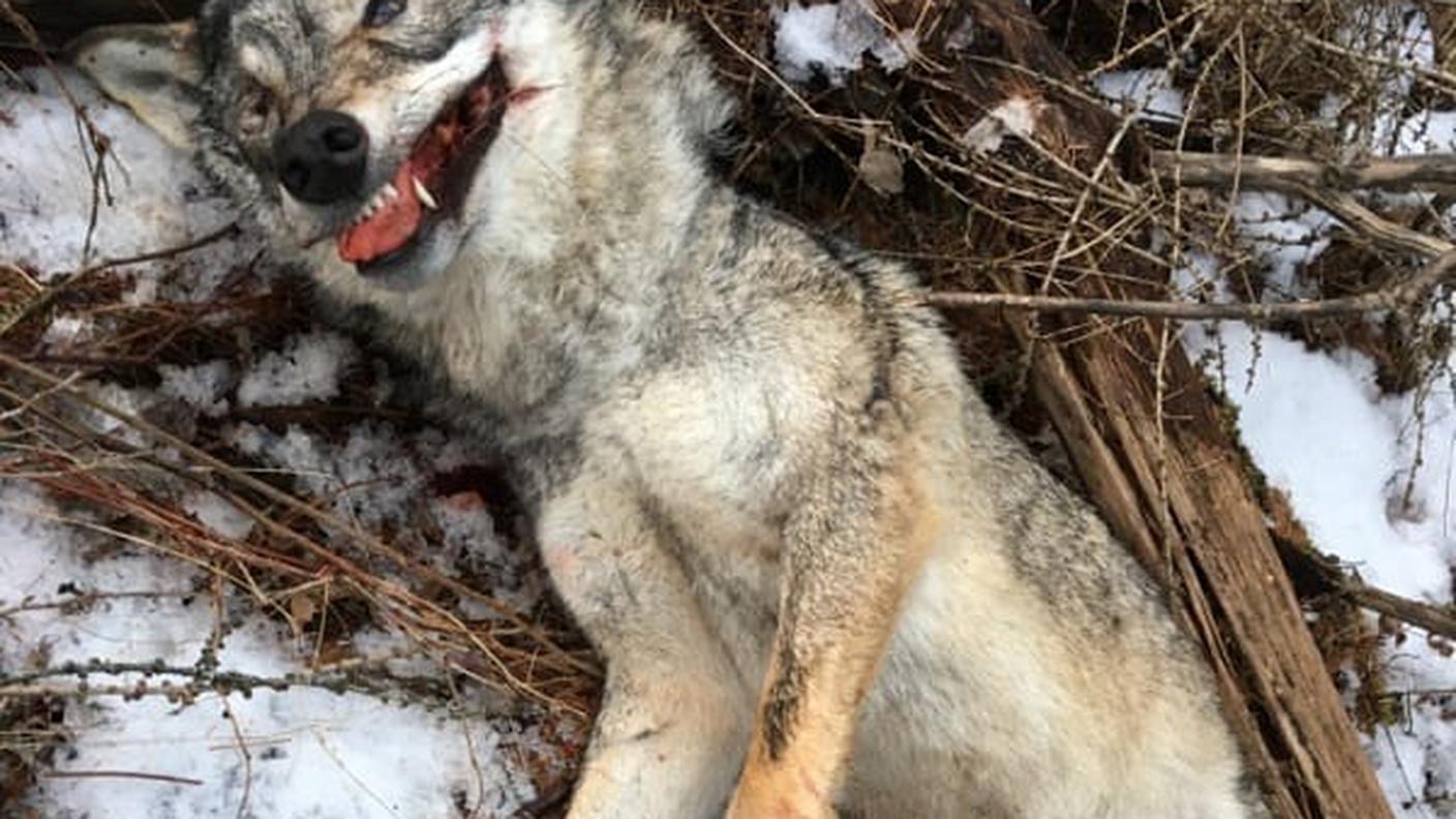 Lo scorso 17 febbraio il ritrovamento