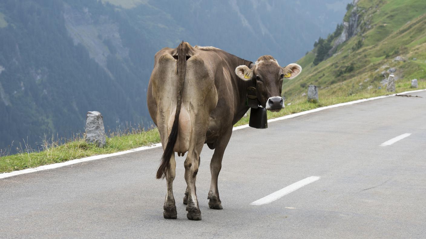 L'animale è stato restituito al suo proprietario, che lo ha riportato nel suo recinto originale
