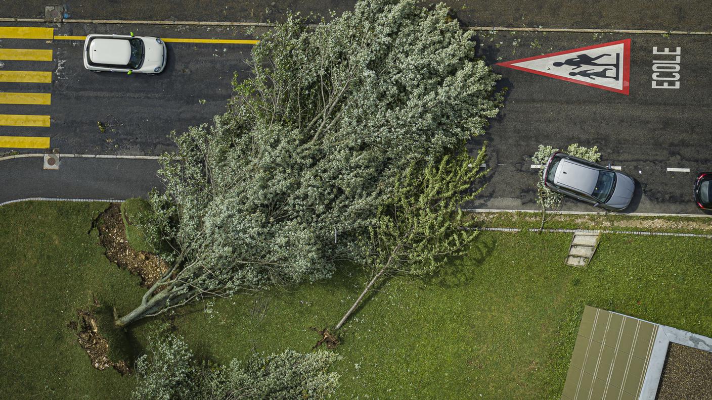 Alberi sradicati