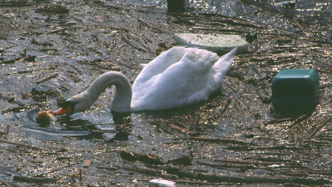 inquinamento cigno lago tp.jpg