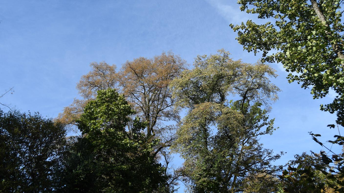 Anche nell'Hardwald, vicino a Basilea, i tigli hanno assunto precocemente una colorazione autunnale