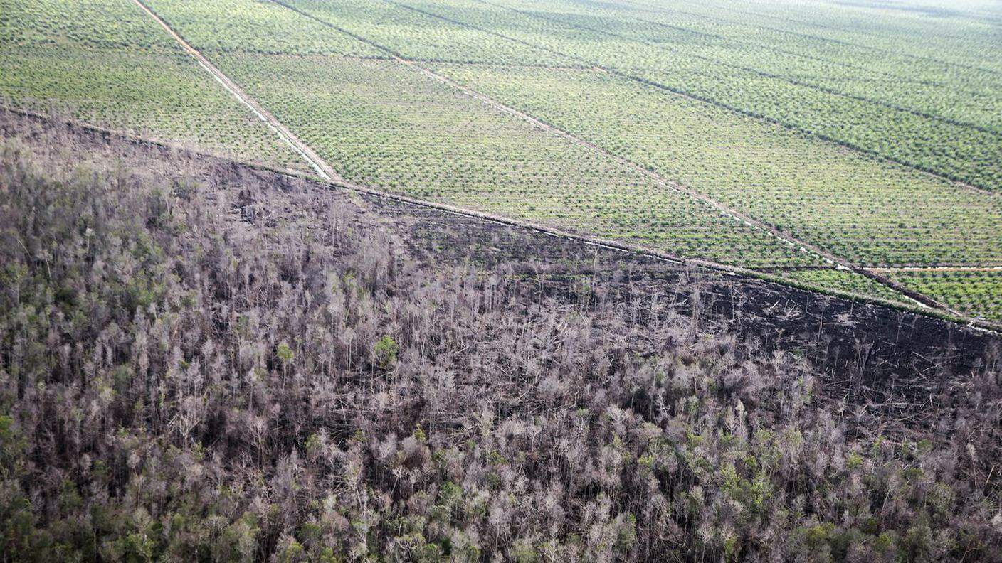 Deforestare per fare spazio alla redditizia palma