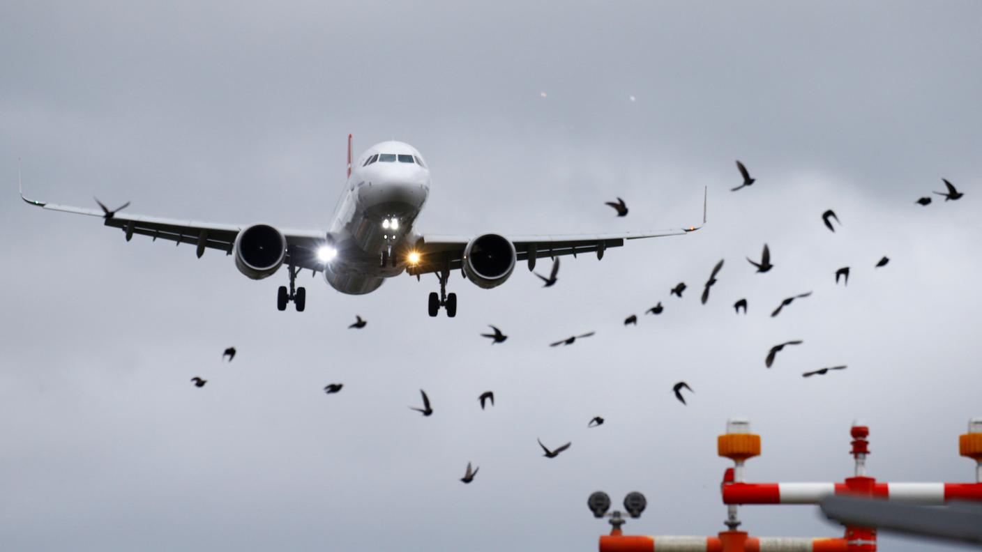 Alcuni uccelli avvistati durante l'atterraggio di un velivolo all'aeroporto di Zurigo