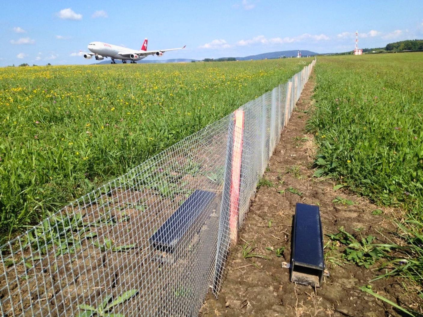 Lungo la pista 16/34 dell'aeroporto di Zurigo sono presenti una recinzione e trappole per topi