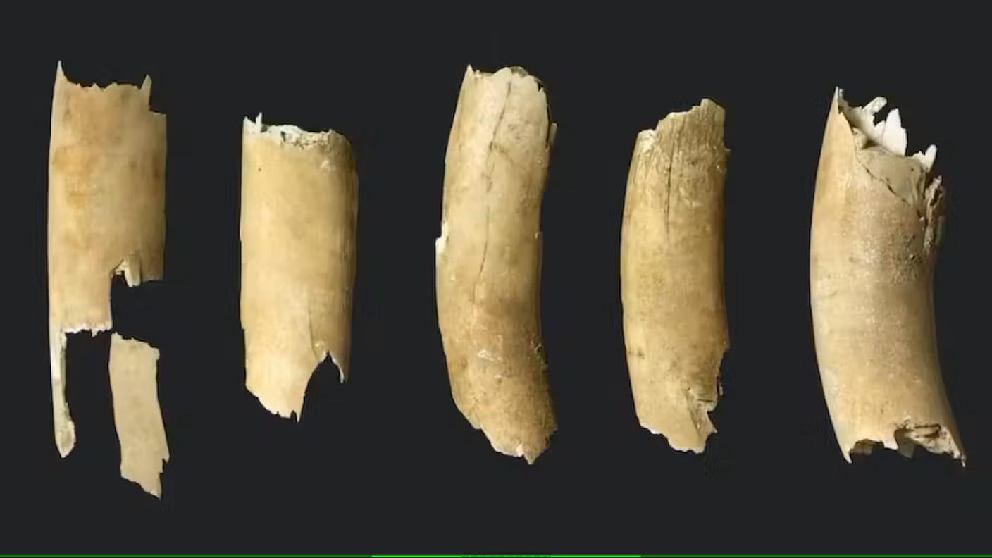 Scoperta zanna di mammut vecchia di 25’000 anni