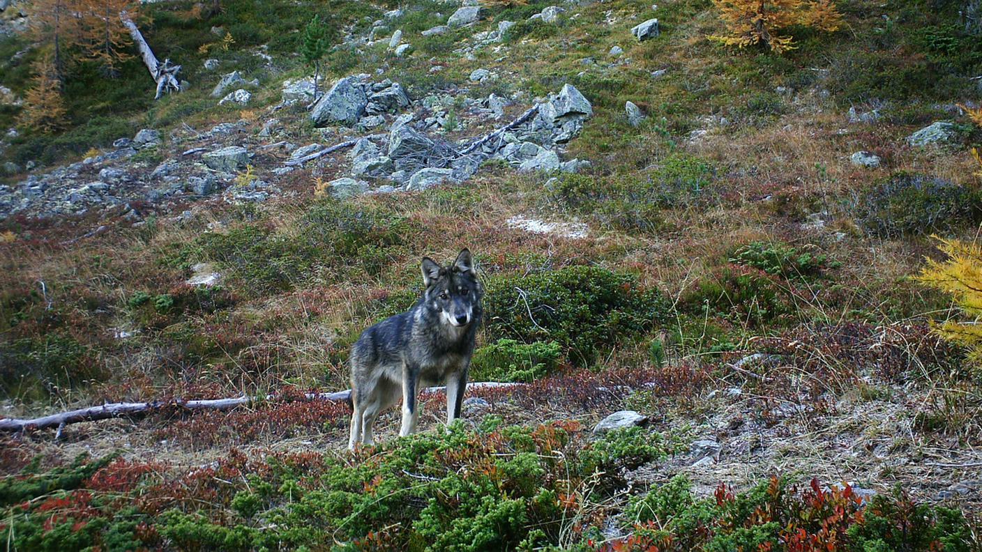 L'esemplare è attivo in tutta la Svizzera orientale