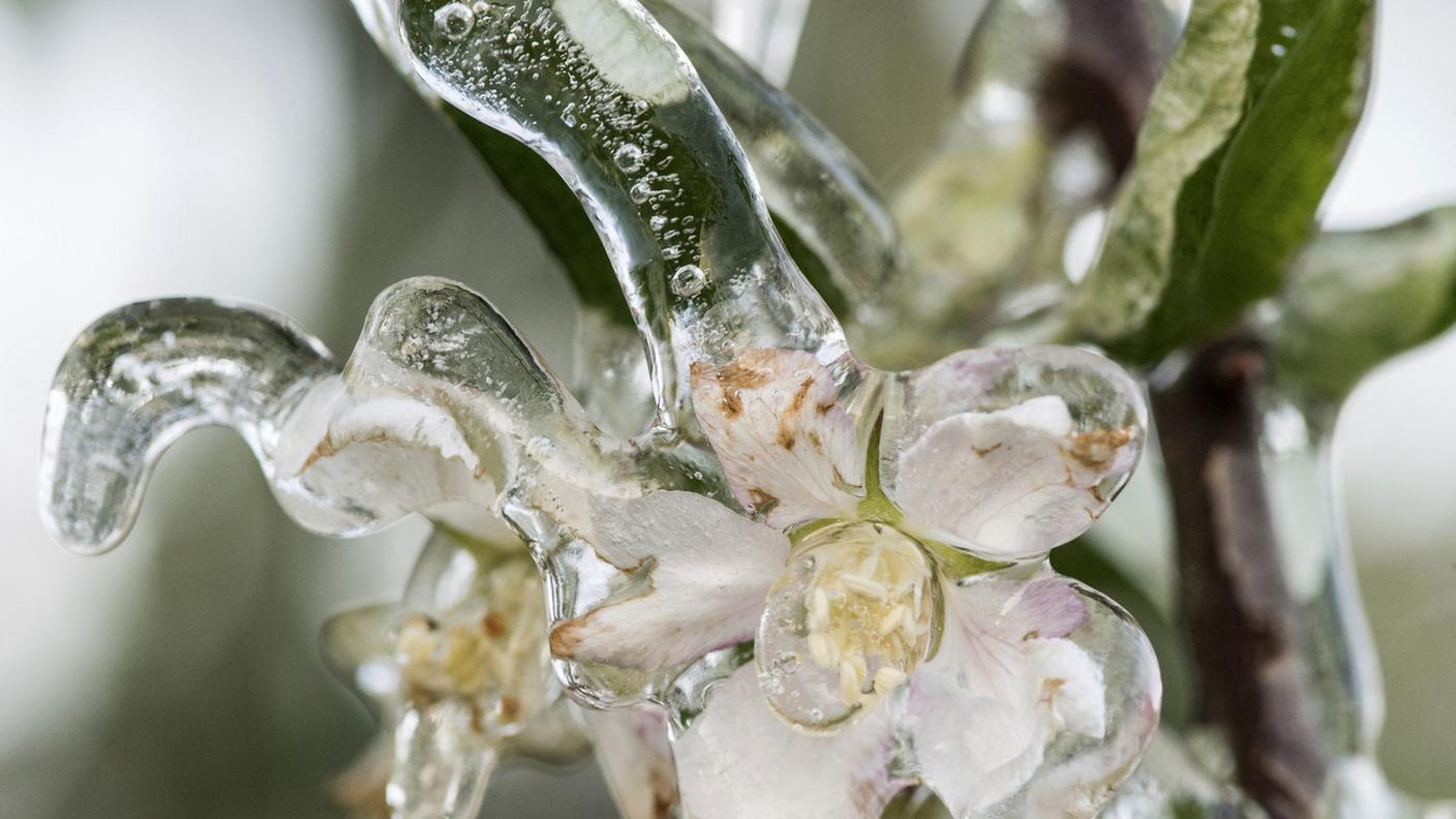 Vigneti e coltivazioni compromesse dal freddo notturno